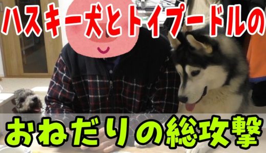 飼い主のおやつを欲しがるハスキー犬とトイプードルがかわいい Husky and Poodle