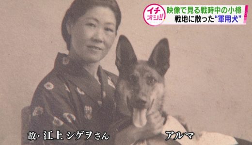 【HTBニュース】戦地に散った軍用犬