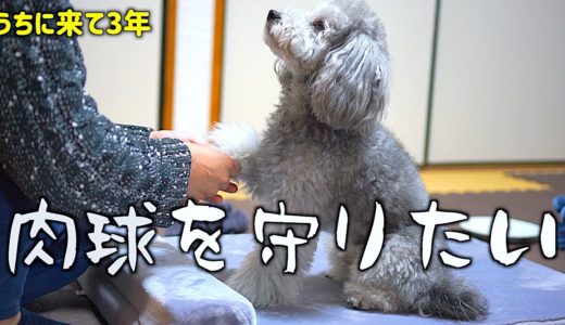 🐶犬がうちに来て３年記念！気付いたら肉球をケアすることになってた。【トイプードルのグリィ】【犬】【dog】【toy poodle】