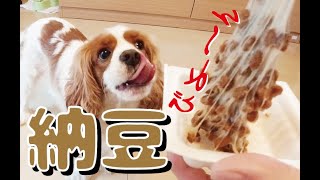 キャバリア犬に納豆を初めてあげてみたよ！