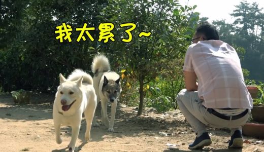 繁殖期结束之后，田园犬胖胖被掏空，伤痕累累，见到小白也没兴趣