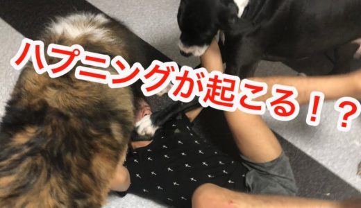 もし家に不審者が現れたら犬は飼い主を助ける⁉︎徹底検証‼︎