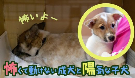 怖くて動けない成犬と陽気な子犬『北九州よりレスキュー』