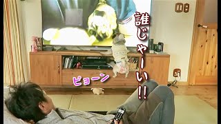 テレビに映った自分を見た犬の反応がおもしろすぎたパグ犬ぷぅPug