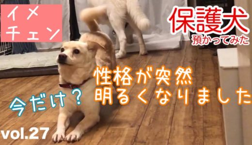 【保護犬預かり】性格が突然明るくなりました【今だけ？】