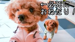 自分のおやつだと勘違いする犬が可愛い！　トイプードルのTaruto＆Rasuku