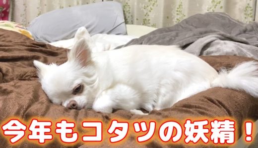 新しいこたつ布団にご満悦の犬！今年もコタツの妖精チワワのコハク