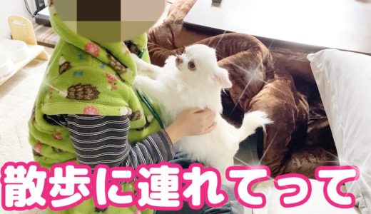 散歩に行きたい犬のママへの可愛いすぎるお願い！チワワのコハク