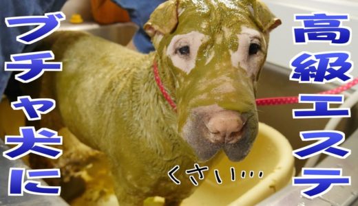 【ブチャ犬が美犬に!?】１kg２万円の犬用高級ハーブが本当にすごかった！！