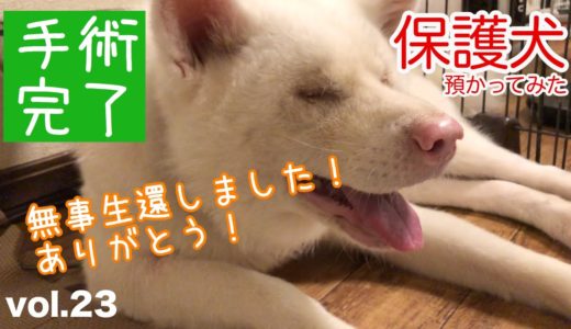 【保護犬預かり】老犬めっちゃん、乳腺腫瘍の手術終わりました！【衰えぬ食欲】