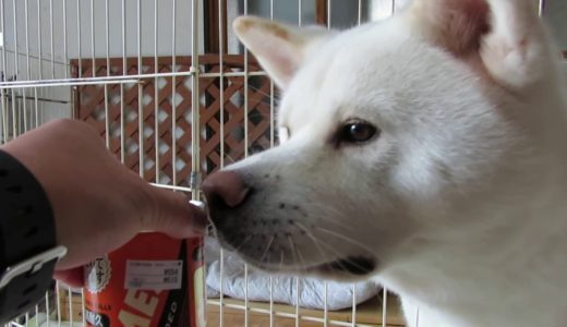 【秋田犬ゆうき】新しいおもちゃはＮＥＷボール♪ささやかな贅沢です【akita dog】