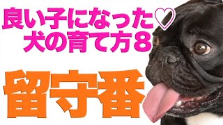 犬の育て方　愛犬を留守番上手な犬にしたコツ完全公開【実践あり】ココの場合8