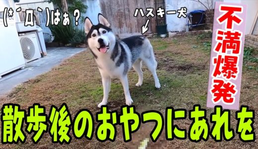 おやつに不満爆発のハスキー犬が可愛い Husky and Poodle