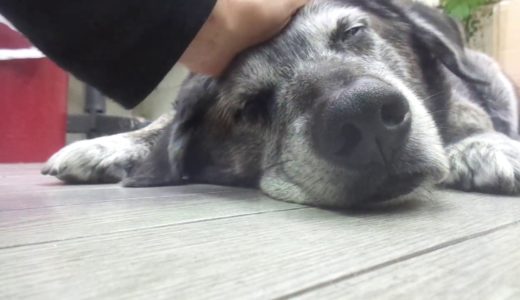 保健所から迎えた犬　気を抜き過ぎやろぅ(ーー;)