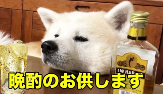 秋田犬そうすけ・お昼のひととき・晩酌のお供致しますの巻 Dog is a good friend