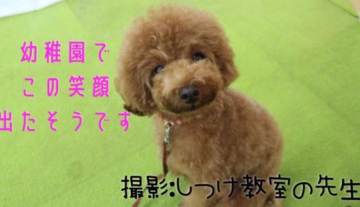 【しつけ教室・２回目】ママに気付いて大喜びの犬と、息子に無視される母犬【トイプードル】