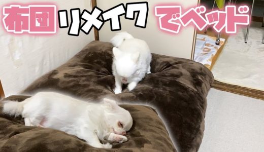 布団リメイクで犬をダメにする快適ベッドを作ってみた！動けなくなるチワワのコハク