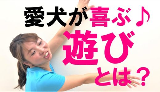 愛犬が喜ぶ遊びとは？犬ならではの欲求満たしていますか？その3