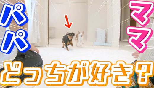 犬が好きなのはパパとママどっち？確かめた結果が悲惨w