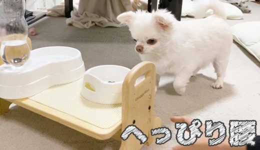 新しい食器台が怖いけど食欲には勝てない犬！へっぴり腰だよチワワのコハク