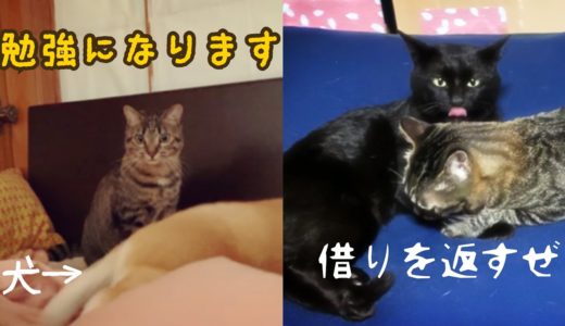 犬から学ぼうとする猫と日頃の借りを返す猫　 Cat mimicking dog