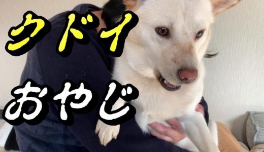 元保護犬コハクのクドイお父ちゃん。