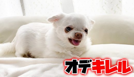 「ガオ～」と言ったらキレながら文句を言う犬！激しく怒るチワワのコハク