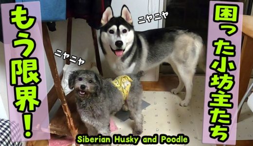 もう限界！困ったハスキー犬とトイプードル Husky and Poodle