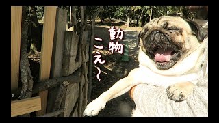 動物と戯れ自然のドッグランを満喫するパグ犬ぷぅ Pug