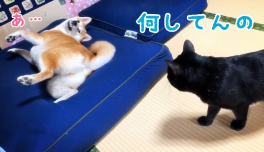 犬をダメにするクッションが本領を発揮している Dog and Cats sleeping on the Diggybo