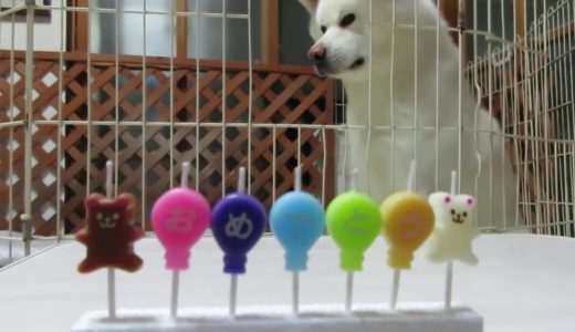 【秋田犬ゆうき】二歳のお誕生日ケーキは最初の一口までが長い【akita dog】