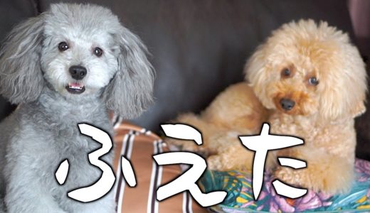 🐶今日から少しの間、犬が２匹になります。【トイプードルのグリィ】【犬】【dog】【toy poodle】