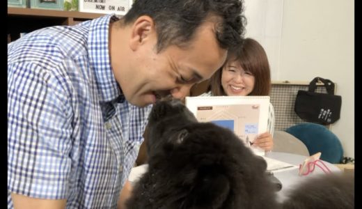 【謎の青い○○】クマさん似の激カワ犬！チャウチャウの親子が登場