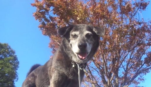 保健所から迎えた犬　秋空の下のイチャイチャ散歩