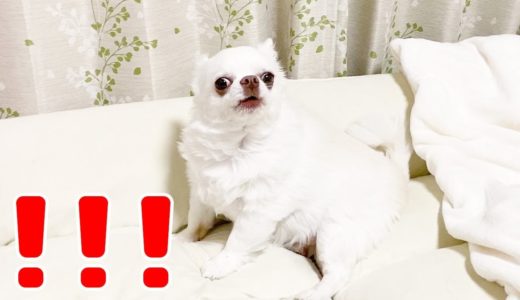 ビックリした時の犬の顔！口がとんがるチワワのコハク