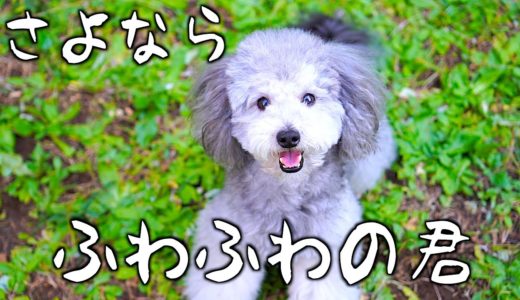 🐶ふわっふわな犬の見納め。スローモーショングリィ。【トイプードルのグリィ】【犬】【dog】【toy poodle】