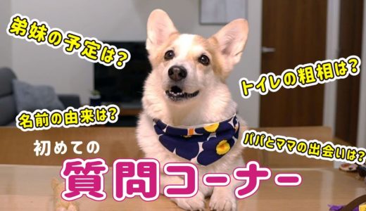 コーギー犬ノエさんの初めての質問コーナー