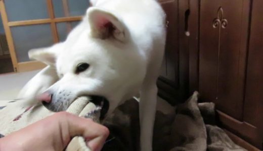 【秋田犬ゆうき】いたずらは一度始まったら誰にも止められない【akita dog】