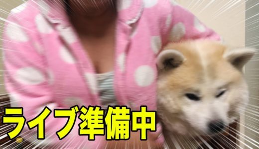 秋田犬そうすけ君出番ですよ♪LIVE 中継の裏側ではこんな事が！She takes a walk with her dog