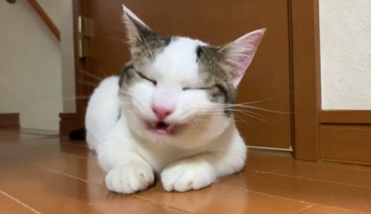 犬みたいに口呼吸する猫が心配　Mamedaifuku sometimes does mouth breathing like in the video and father is worried.