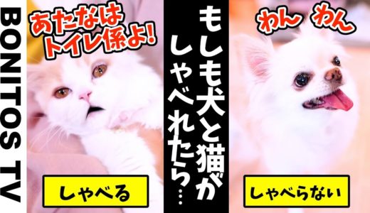 【寸劇】もし ペットの犬と猫が話せたら どうなる？猫ちゃん…ケガ…涙 のその後の報告 【ねこ&いぬ】 ♥ -Bonitos TV- ♥