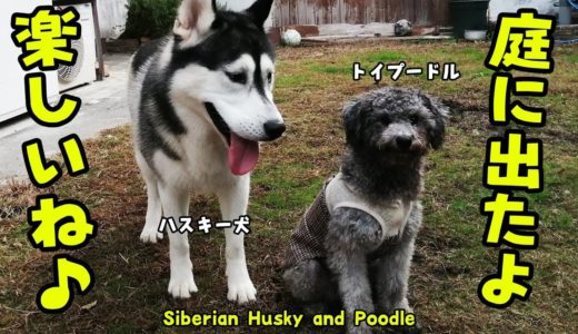 初めてお庭で遊ぶハスキー犬とトイプードルの様子 Husky and Poodel