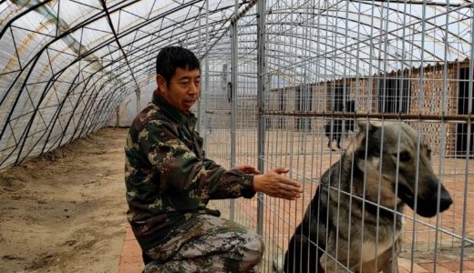 東北的天氣是一天比一天冷了，這些大型犬的犬舍怎麼辦？報的還有大 雪【劉哥在農村】