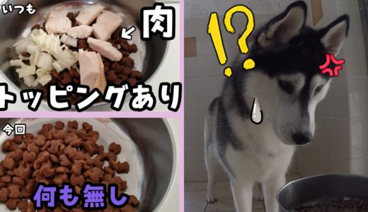 朝ご飯！トッピングの肉がない！ハスキー犬の反応は？Husky and Poodle