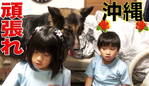 沖縄頑張れ！郷土お菓子で応援♪シェパード犬・孫達の沖縄紹介Have a happy life with your beloved pets