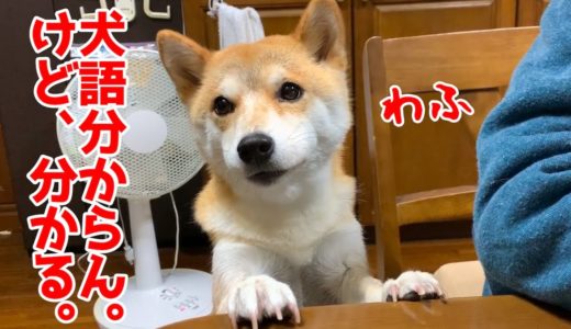 柴犬ハナ 犬語は分かんない。けど、分かる時は多々あります shiba inu