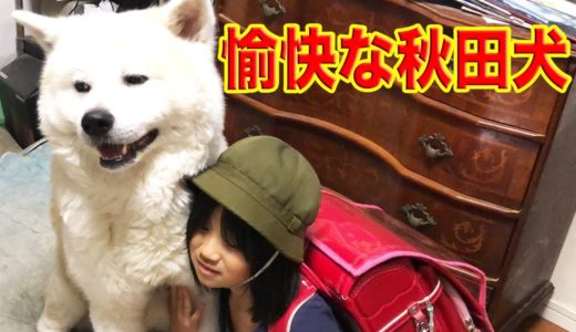 犬達との暮らしは楽しい♪秋田犬・シェパード犬・最高の相棒・家族With the dog