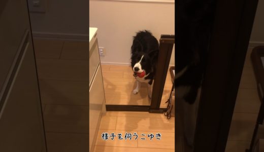 入ってはいけない境界線を越えようと犬が頭を使った結果が可愛すぎたwボーダーコリーこゆき