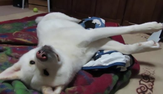 【秋田犬ゆうき】うぃ～と腕を伸ばした段階で眠くなる【akita dog】