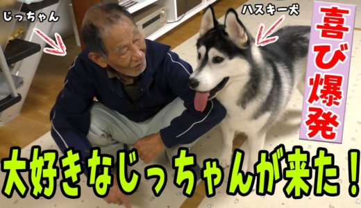 大好きなじっちゃんが来た大喜びのハスキー犬とトイプードル Husky and Poodle